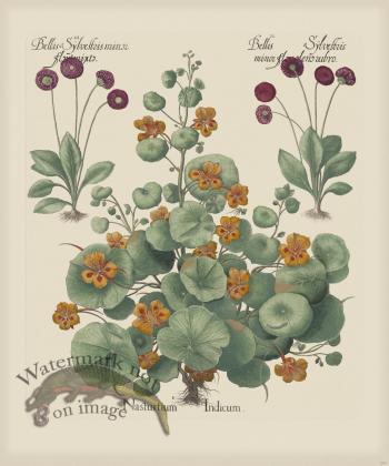 Besler 294 Colored B2